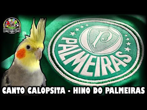 ASSOBIO CALOPSITA - HINO DO PALMEIRAS [PARA ENSINAR CALOPSITA]