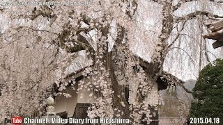 preview picture of video '広島の風景2015春 花見「金秀寺のしだれ桜」 04.18 Scenery of Hiroshima Spring,Blossom viewing,Kinshuu Temple'