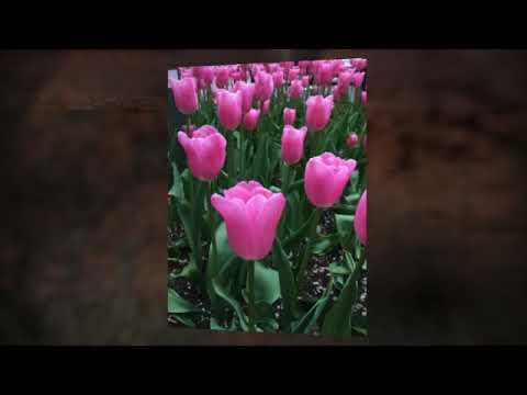 Carol Mellema Photography