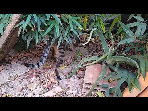 Os felinos em ação.