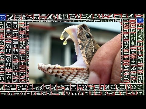 Metternich Stela in Depth Translation - Word for Word - Spell Against Poison - Part  5 of 18