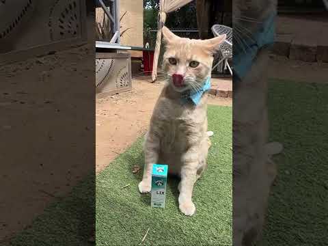 ELIXIR - FELINE FORMULA - 250mg Tincture for Cats video