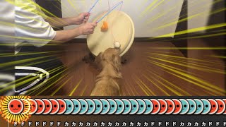 愛犬の近くで""犬じゃらし""をバチにして太鼓の達人をプレイした結果ｗｗｗ