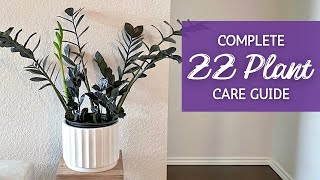 Unlock the Secrets to ZZ Plant Care | A Complete Zamioculcas Zamiifolia Care Guide