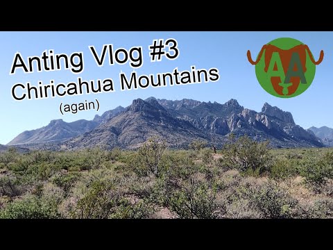Incredible finds in Arizona's most biodiverse sky island! Anting Vlog #3
