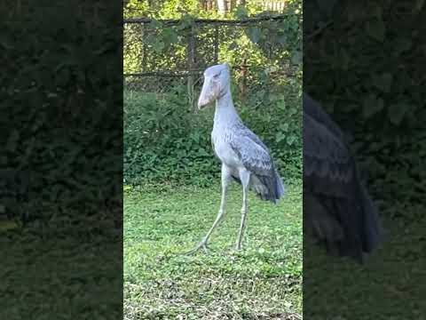 Shoebill stork ferocious sound #shorts #shoebill