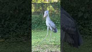Download lagu Suara garang bangau shoebill #shorts #shoebill mp3