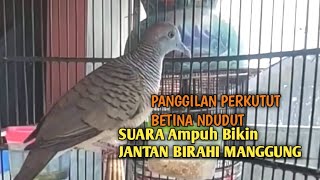 Download lagu Perkutut Betina memanggil jantan Suara bersahutan perkutut lokal gacor , Ampuh untuk PANCINGAN mp3