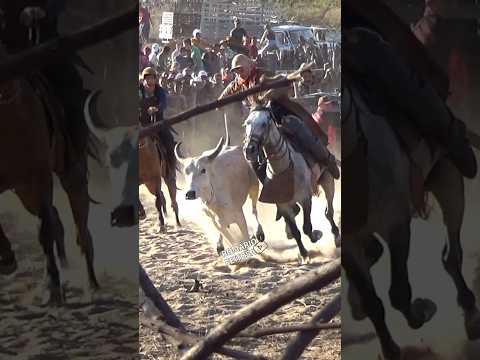 Vaca velha dura #pegadeboinomato #romariofeitosa