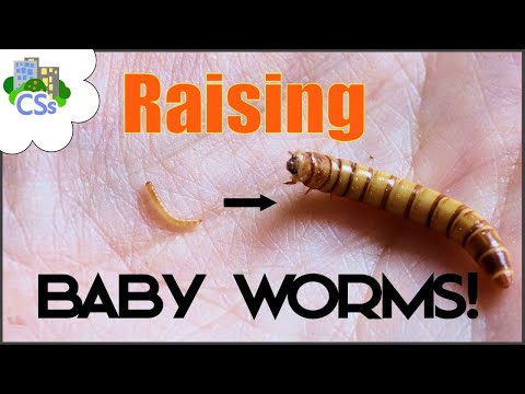 Raising Baby Mealworms - Why and How to Separate them to a Nursery Tub