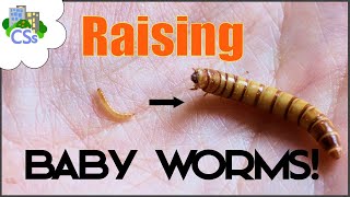 Raising Baby Mealworms - Why and How to Separate them to a Nursery Tub