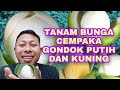 91+ Jenis Bunga Cempaka