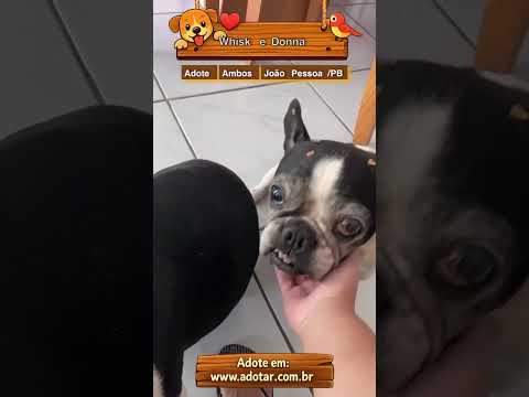Vídeo de Whisk e Donna