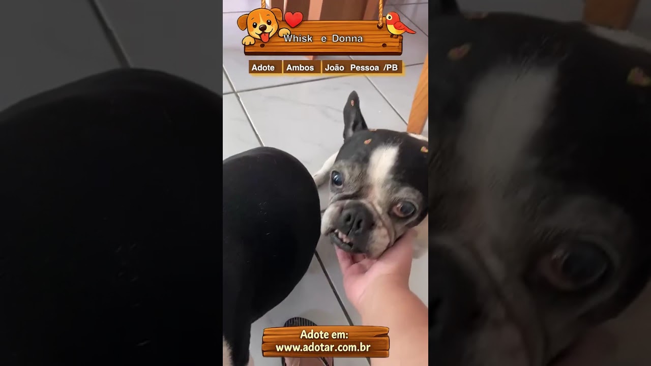 Cachorro raça SRD-ViraLata idade 6 ou mais anos nome Whisk e Donna