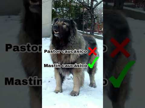 Has estado pronunciando mal el nombre de esta raza de perro