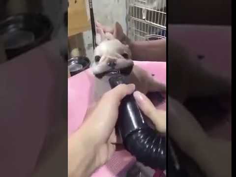 Dog VS Vacuum cleaner