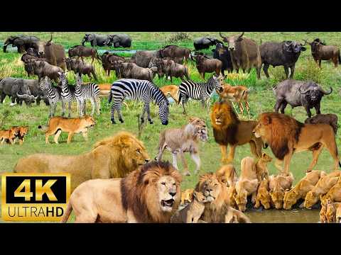 4K African Animals：   Wild Ones   Scenic Wildlife Film With African Music