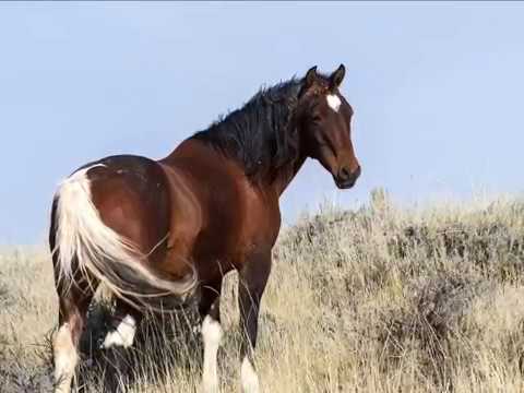 Amazing Grace by Edgar Muenala on Pan Flute --   Instrumental