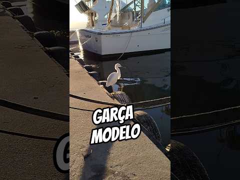 POUSANDO PARA SER FILMADO #laguna #lagoa #aves #fishing #lagunafishing #santacatarina #mar #peixe