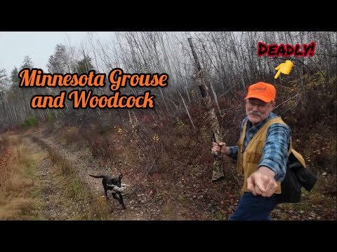 Grouse hunting with a Labrador - Great Wingshooting!