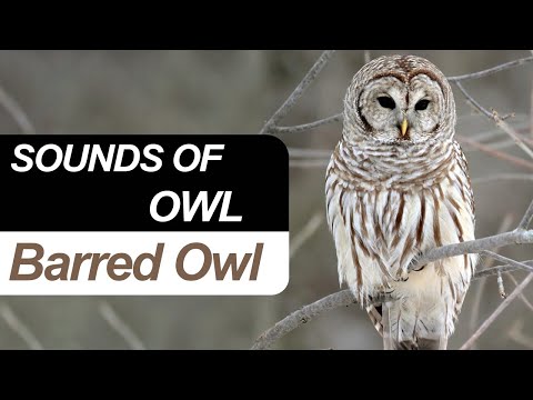 BARRED OWL AMAZING VOCALS | Owl Sounds | Owl hoot | Barred Owl call
