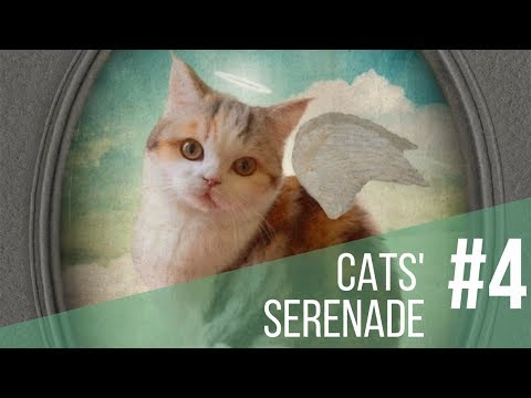 Cats' Serenade #4 : Allegro con neutrex - String Quartet (Paulo Bottas)