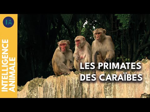 L'île des singes : miroir de notre société ? | IA | DOC COMPLET
