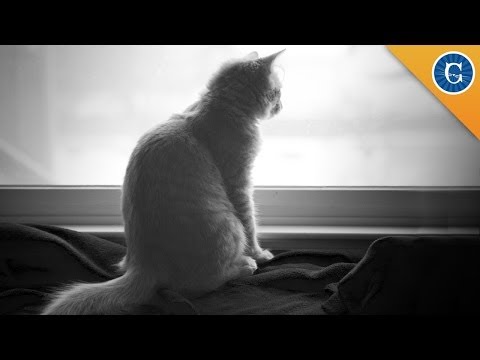 Do Cats Experience Grief?