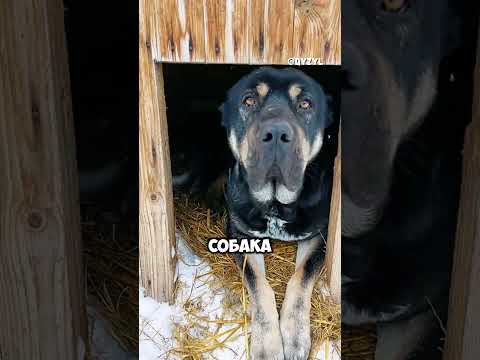 Самая добрая собака на районе