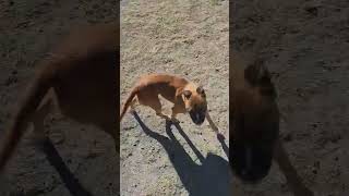 Video preview image #1 Boxer-Unknown Mix Puppy For Sale in Minneapolis, MN, USA