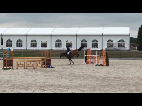 Jadetta 7y old mare by Sandro Boy