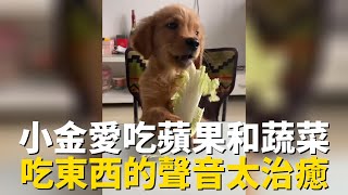 [問卦]看狗狗吃菜怎麼那摸好看?