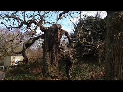 Sherwood forest - Unlivian Project - Eternal Sunshine