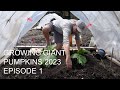 Growing Giant Pumpkins 2023 Episode 1 Transplant