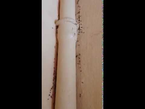 comment traiter fourmis