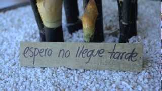 Los Claxons - Camino A Encontrarte (Lyric Video)