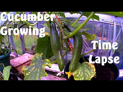 Cucumber Growing 7 Days in 60 seconds Time Lapse Photography