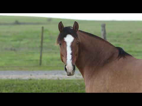 Lote 08   HAVANA 277 DA VENDRAMIN