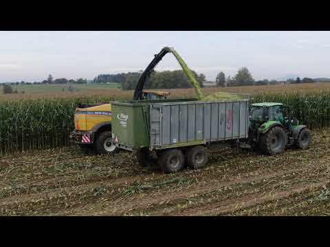 Sklizeň kukuřice  zemědělská technika .  Točeno ze země a  výšky .