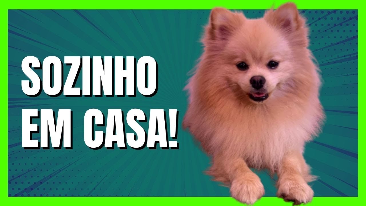 ANSIEDADE DE SEPARAÇÃO: 5 dicas para deixar o cachorro sozinho