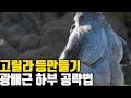 케이블로 광배근 하부 고릴라처럼 만드는 운동법?!