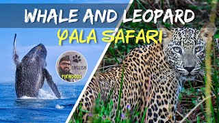 Forest safari in Yala National Park and Whale watching in Mirissa Sri Lanka 4K English