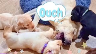 Puppy Attack: Puppies Annoy Their Mother