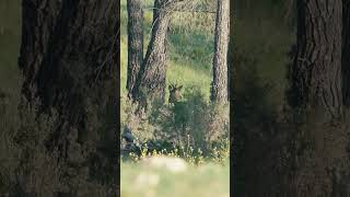 Precioso corzo pudimos observar en Teruel l WILD PILAR MONTERO #caza #corzo
