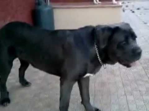 Steam Community Video Cane Corso Sasha Vs Labrador Stellamp4