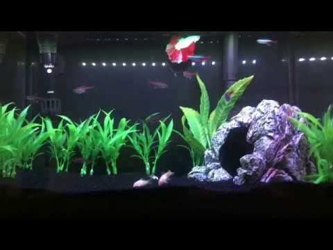 My Betta Fish tank