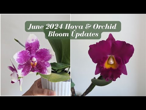 Jaw-Dropping Orchid Showcase! June 2024 Collection Update 🌸 | Stunning Hybrids for Orchid Lovers! 🌿