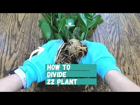 How to Divide ZZ Plant | ZZ Plant Propagation | ZZ Plant | Zanzibar Gem | Zamioculcas zamiifolia