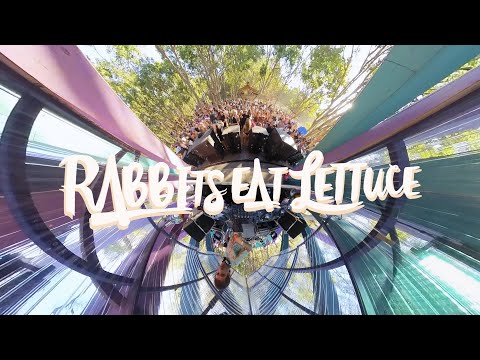 Rabbits eat Lettuce - Australia Tour 2024 #4i20 #rabbitseatlettuce