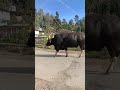 big bison coming back from the store and #big bison